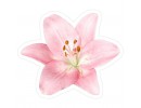 sweet flower